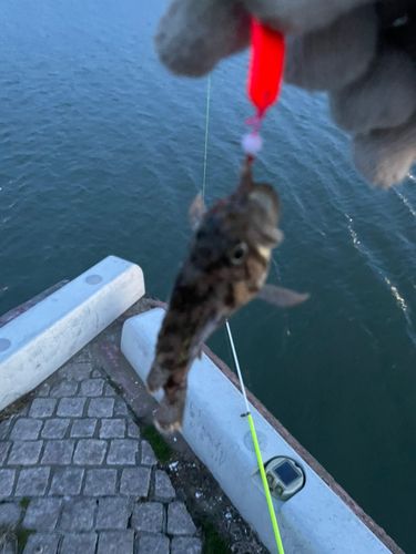 クロソイの釣果