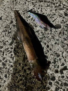 ヤリイカの釣果