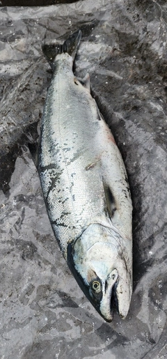 サクラマスの釣果