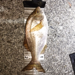 ウミタナゴの釣果