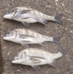 クロダイの釣果
