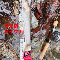 イワナ