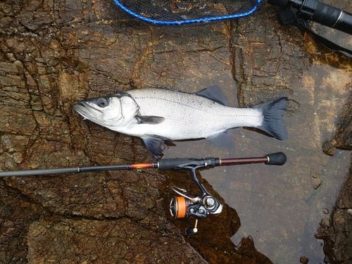 ヒラスズキの釣果