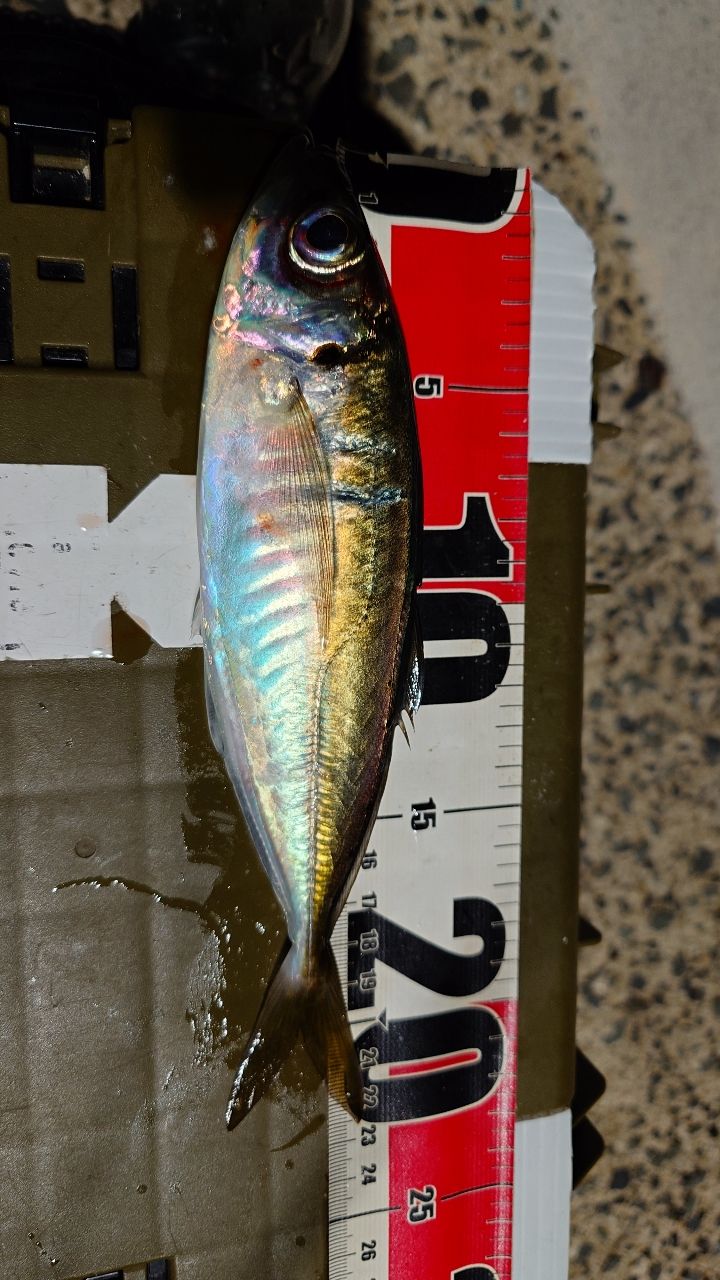 アジ