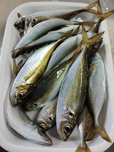 マアジの釣果
