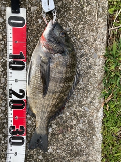 クロダイの釣果