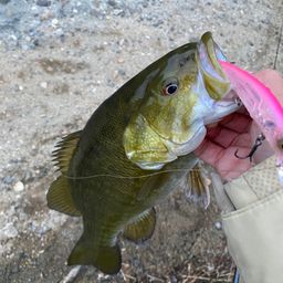 スモールマウスバス