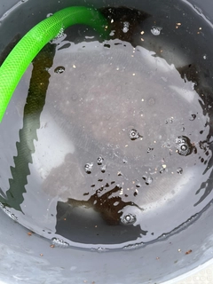 カレイの釣果