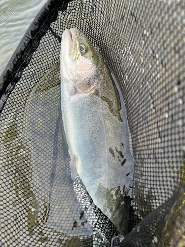 ニジマスの釣果