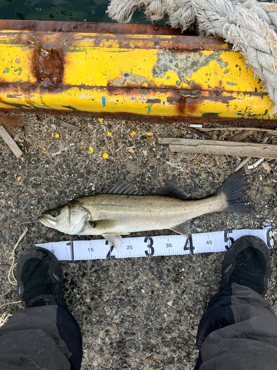 ハネ（マルスズキ）