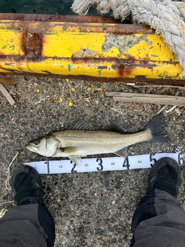 ハネ（マルスズキ）の釣果