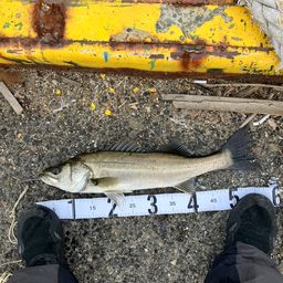 ハネ（マルスズキ）