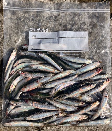 カタクチイワシの釣果
