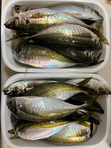 アジの釣果