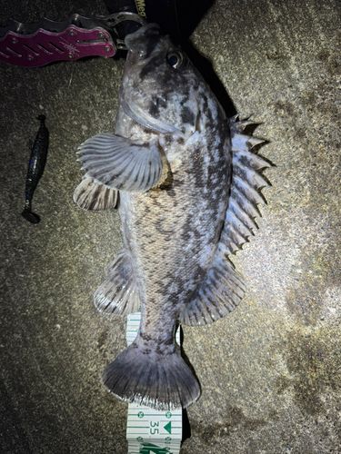 クロソイの釣果