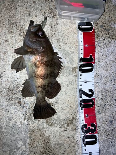 シロメバルの釣果