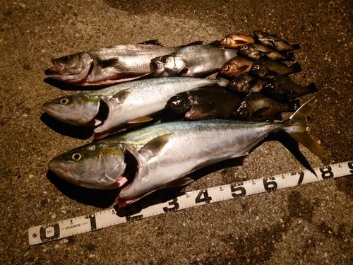 ブリの釣果