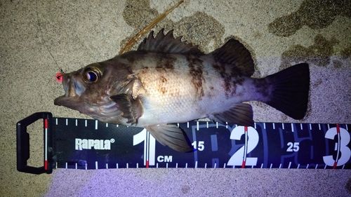 シロメバルの釣果