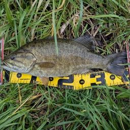 スモールマウスバス