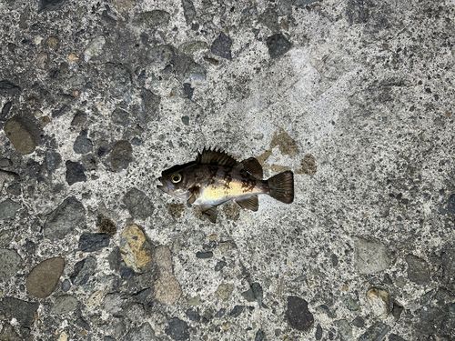 シロメバルの釣果