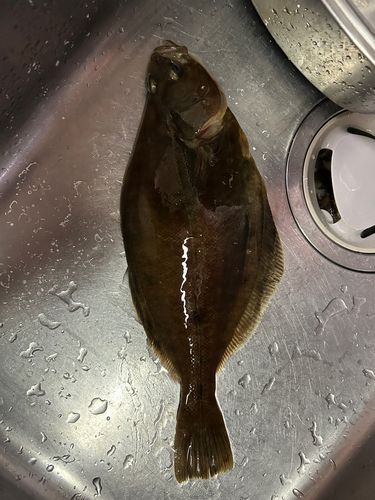 カレイの釣果