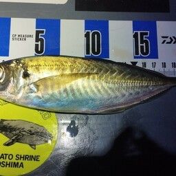 アジ
