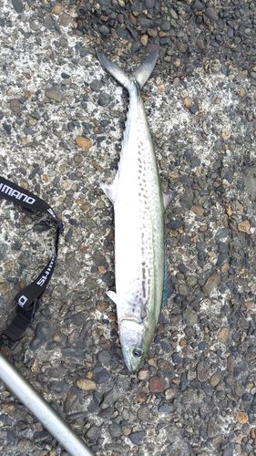 サワラの釣果