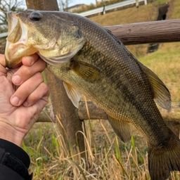 ラージマウスバス