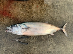 ハガツオの釣果