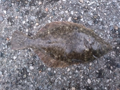 マコガレイの釣果