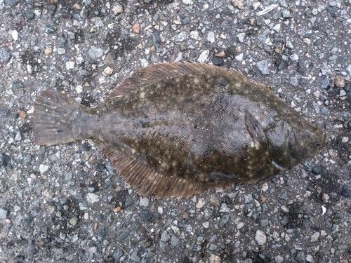 マコガレイの釣果