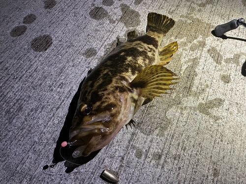 ベッコウゾイの釣果