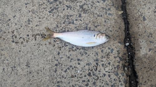 コノシロの釣果