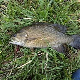 スモールマウスバス