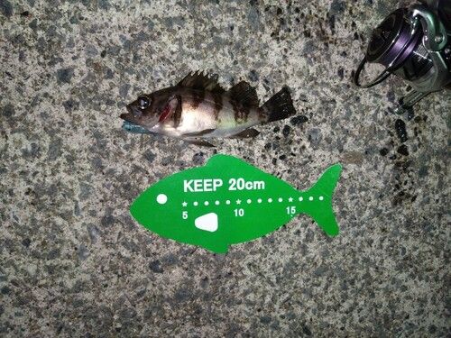 メバルの釣果