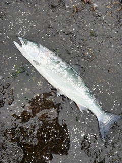 サクラマスの釣果