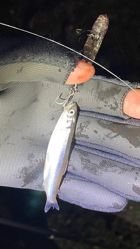 チアユの釣果