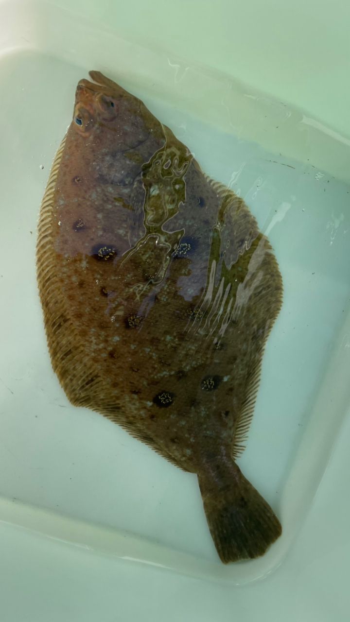 aragorunさんの釣果 1枚目の画像