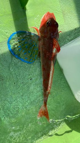 ホウボウの釣果