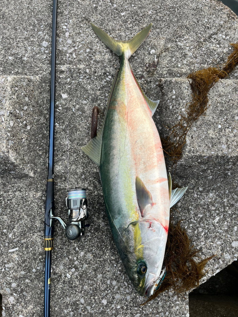 SHIMANO 23ネッサ リミテッド S110MH+の最安値・インプレ・釣果