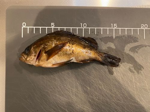 メバルの釣果