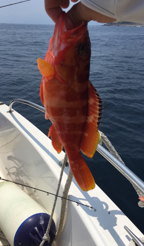 アカハタの釣果