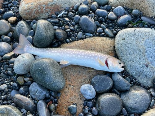 アメマスの釣果