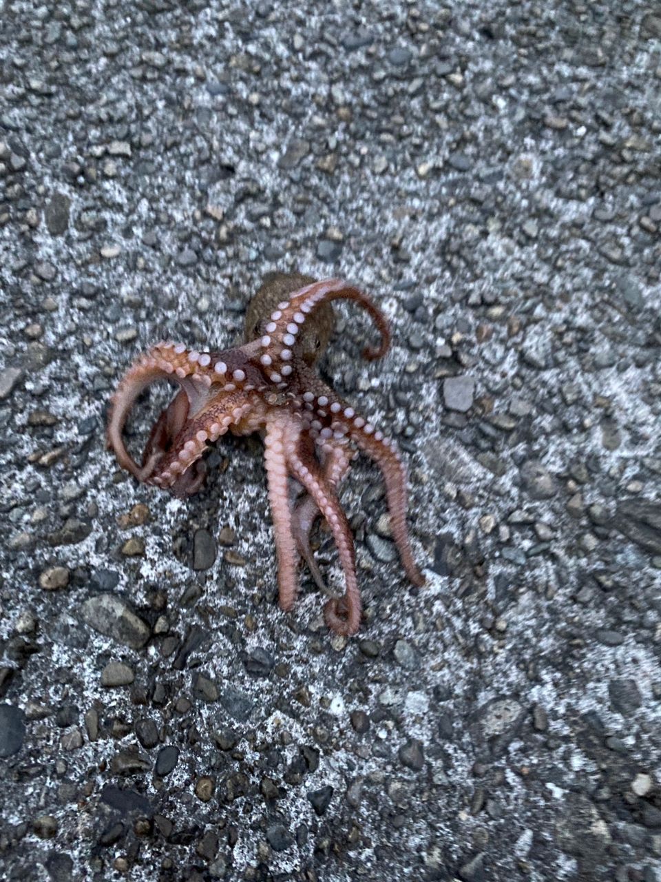 タコ