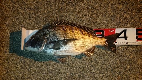 クロダイの釣果