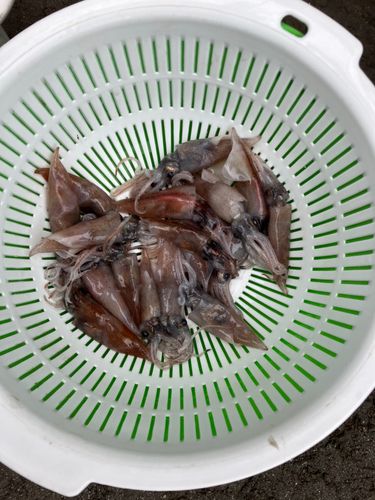 ホタルイカの釣果