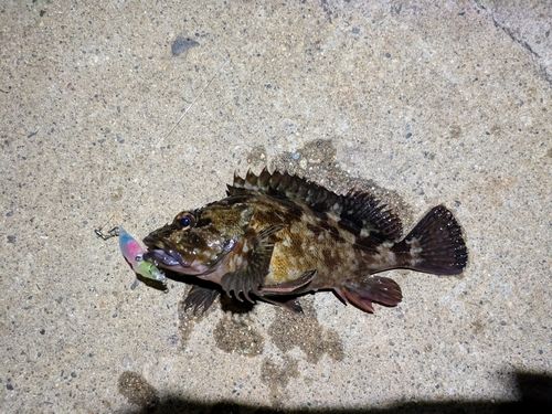 カサゴの釣果