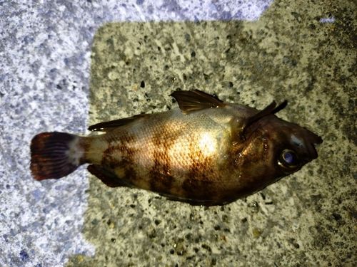 メバルの釣果