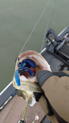 ラージマウスバスの釣果