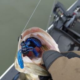 ラージマウスバス